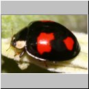 Harmonia axyridis - Asiatischer Marienkaefer 59b.jpg